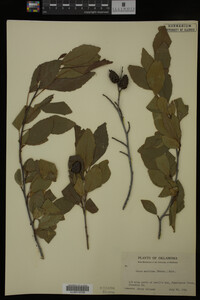 Alnus maritima image