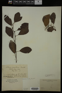 Alnus maritima image