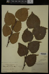 Image Associated With the Occurrence