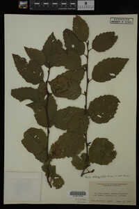 Image Associated With the Occurrence
