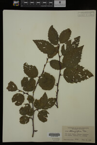 Image Associated With the Occurrence