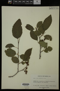 Image Associated With the Occurrence