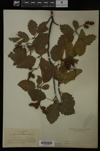 Image Associated With the Occurrence