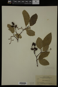 Image Associated With the Occurrence