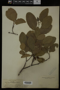 Image Associated With the Occurrence
