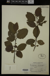 Image Associated With the Occurrence