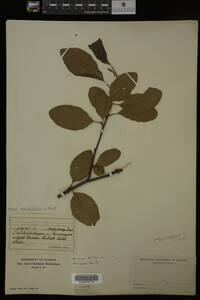 Image Associated With the Occurrence