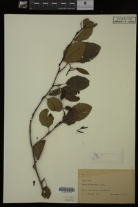 Image Associated With the Occurrence