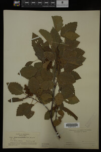 Image Associated With the Occurrence