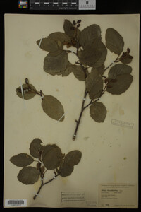 Image Associated With the Occurrence