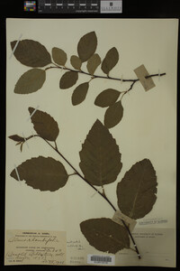 Image Associated With the Occurrence
