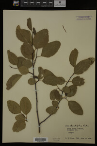 Image Associated With the Occurrence