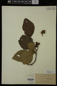 Image Associated With the Occurrence