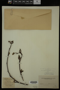 Image Associated With the Occurrence