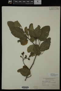 Image Associated With the Occurrence