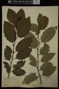 Image Associated With the Occurrence