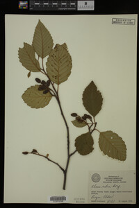 Image Associated With the Occurrence