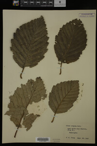 Image Associated With the Occurrence
