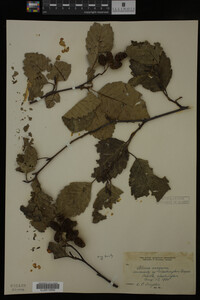 Image Associated With the Occurrence