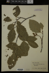 Image Associated With the Occurrence