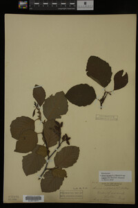 Image Associated With the Occurrence