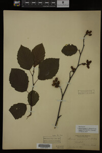 Image Associated With the Occurrence