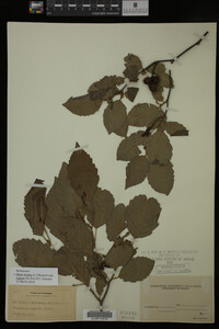 Image Associated With the Occurrence