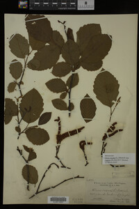 Image Associated With the Occurrence