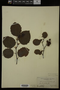 Image Associated With the Occurrence