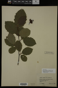 Image Associated With the Occurrence