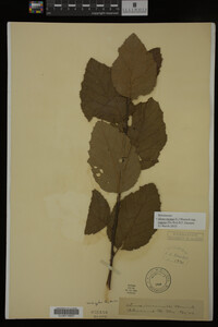 Image Associated With the Occurrence