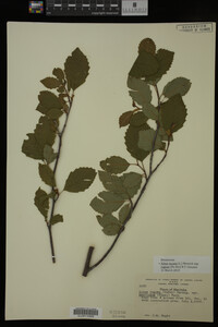 Image Associated With the Occurrence