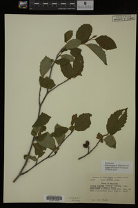 Image Associated With the Occurrence