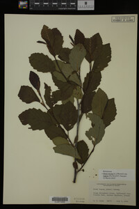 Image Associated With the Occurrence