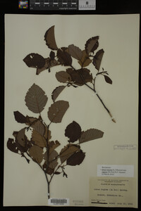 Image Associated With the Occurrence
