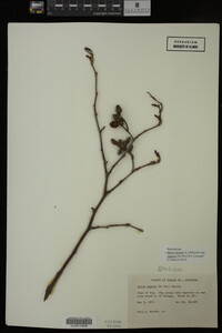 Image Associated With the Occurrence