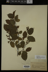 Image Associated With the Occurrence