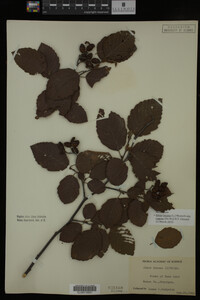 Image Associated With the Occurrence