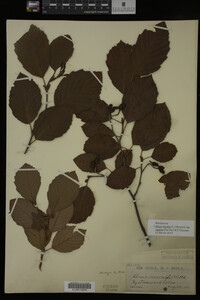 Image Associated With the Occurrence