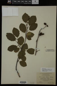 Image Associated With the Occurrence