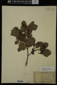 Image Associated With the Occurrence