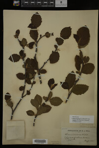 Image Associated With the Occurrence