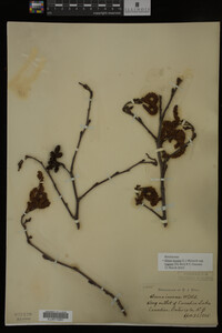 Image Associated With the Occurrence