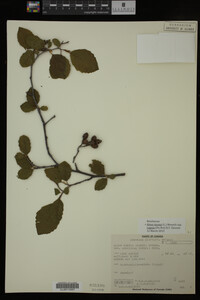 Image Associated With the Occurrence
