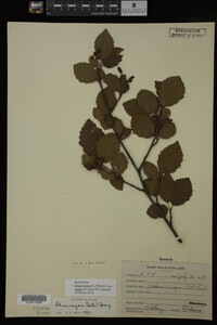 Image Associated With the Occurrence