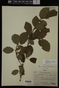 Image Associated With the Occurrence