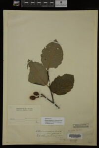 Image Associated With the Occurrence