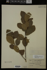 Image Associated With the Occurrence
