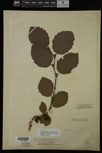 Image Associated With the Occurrence