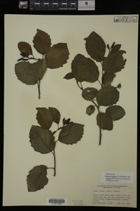 Image Associated With the Occurrence